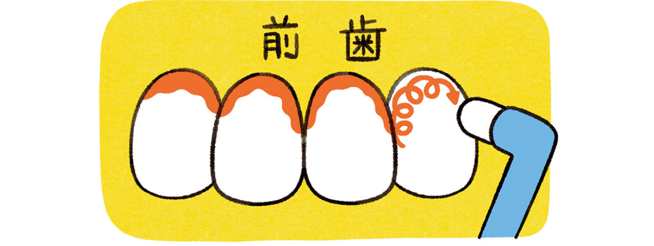 タフトブラシを使えば「究極の歯磨き」ができる/前歯
