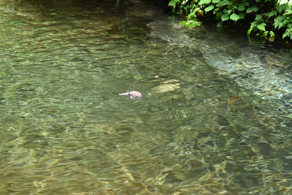 軽井沢 白糸の滝 ドライブ10
