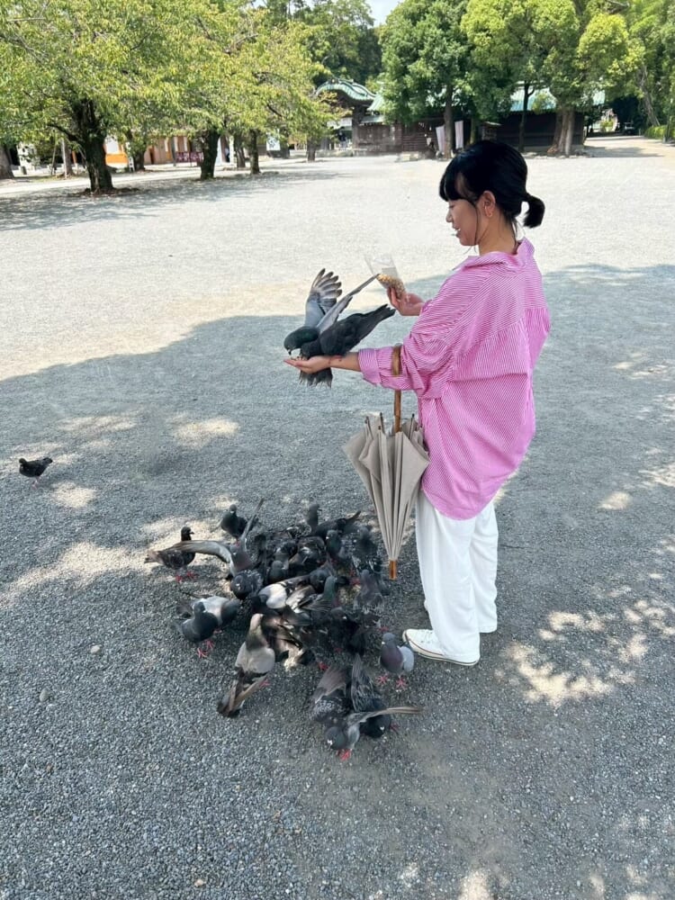 三嶋大社 ハト えさ