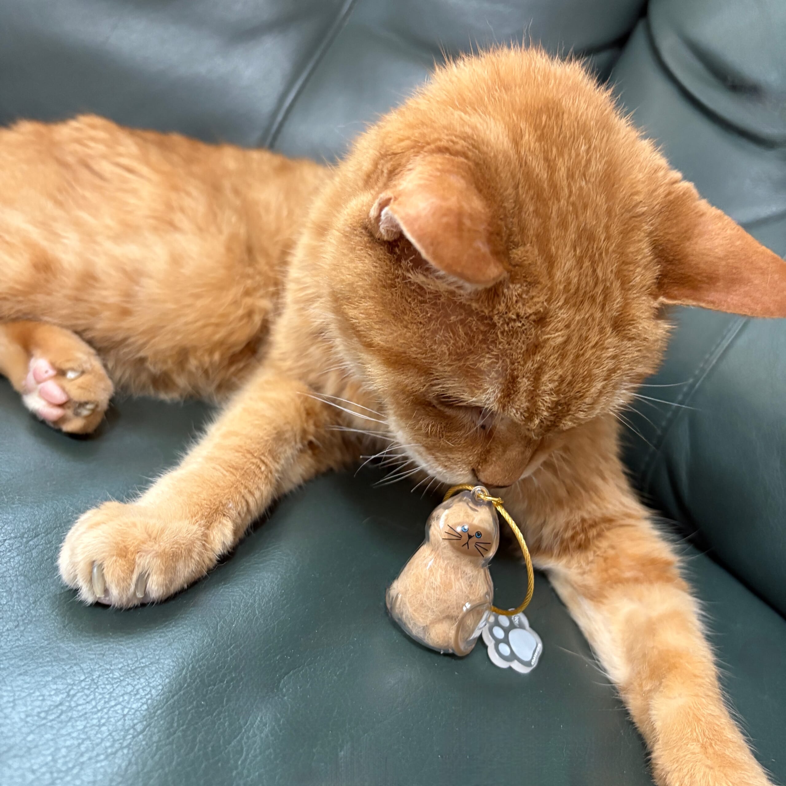 うちの子のけだまだま　ガチャ　カプセルトイ　猫