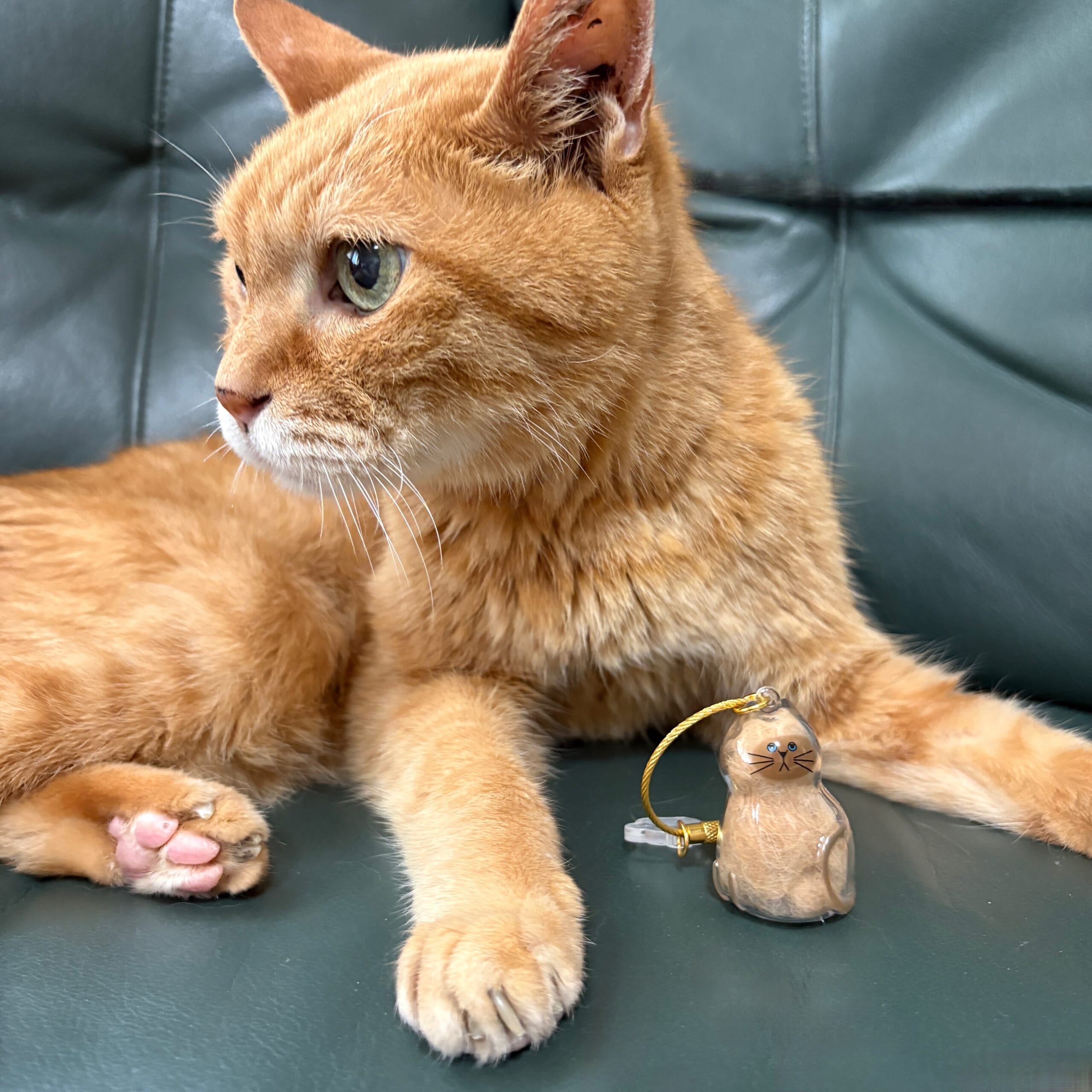 うちの子のけだまだま　ガチャ　カプセルトイ　猫