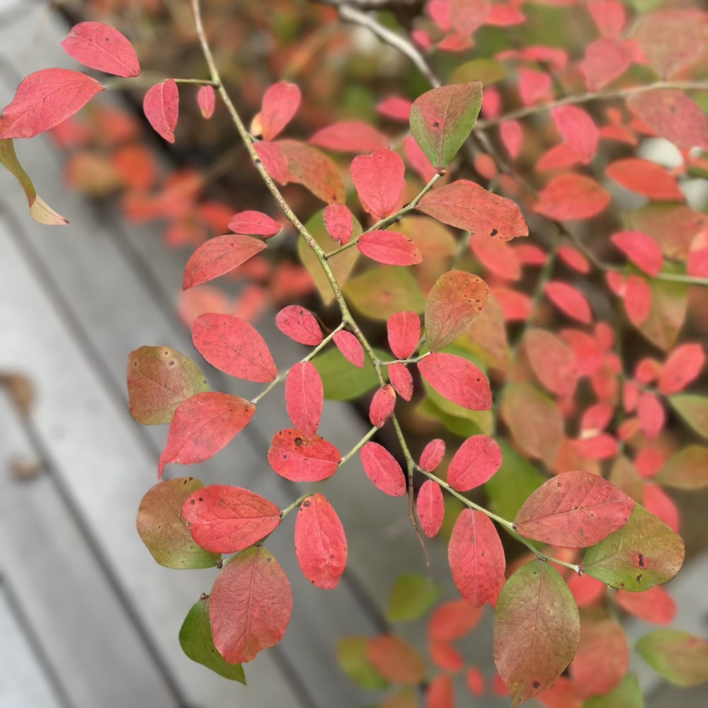 ブルーベリー　紅葉　ブライトウェル
