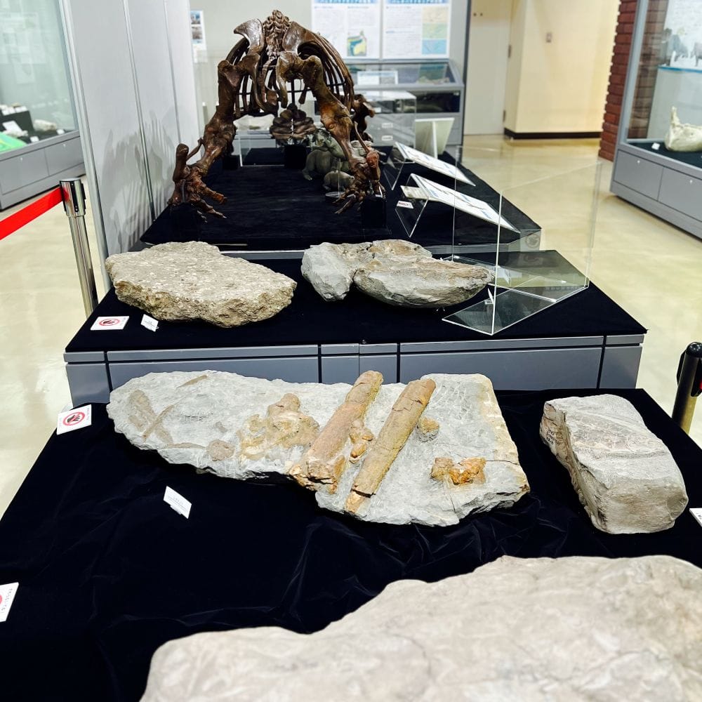 2F展示 埼玉県立自然の博物館編 長瀞