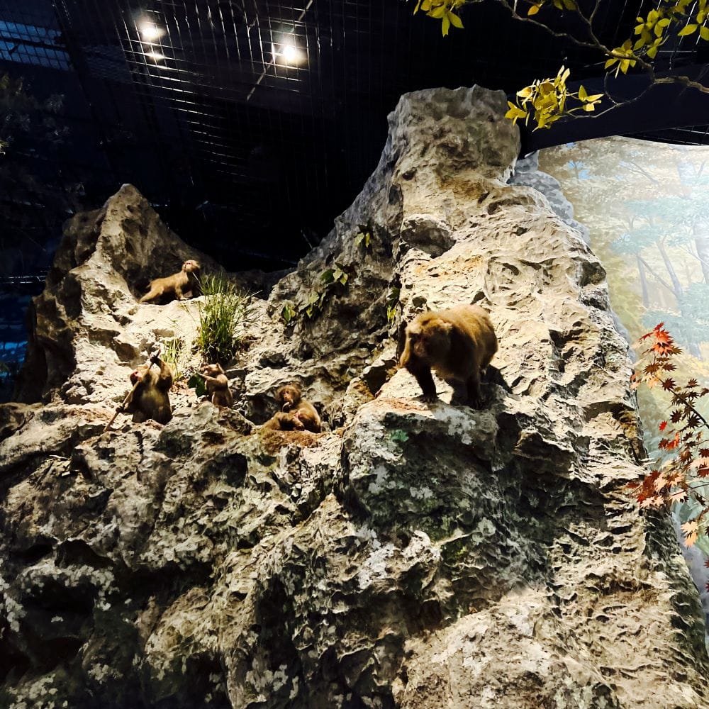 生物展示ホール 埼玉県立自然の博物館編 長瀞