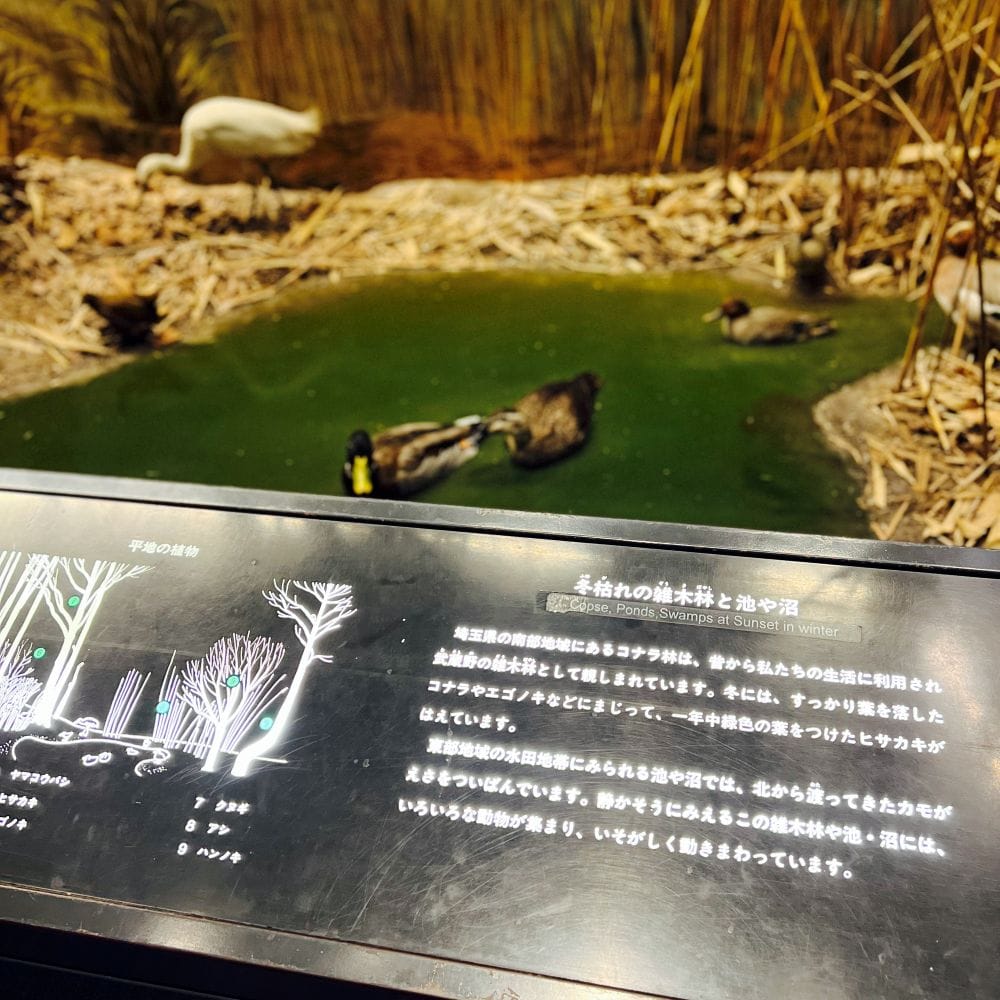 生物展示ホール 埼玉県立自然の博物館編 長瀞