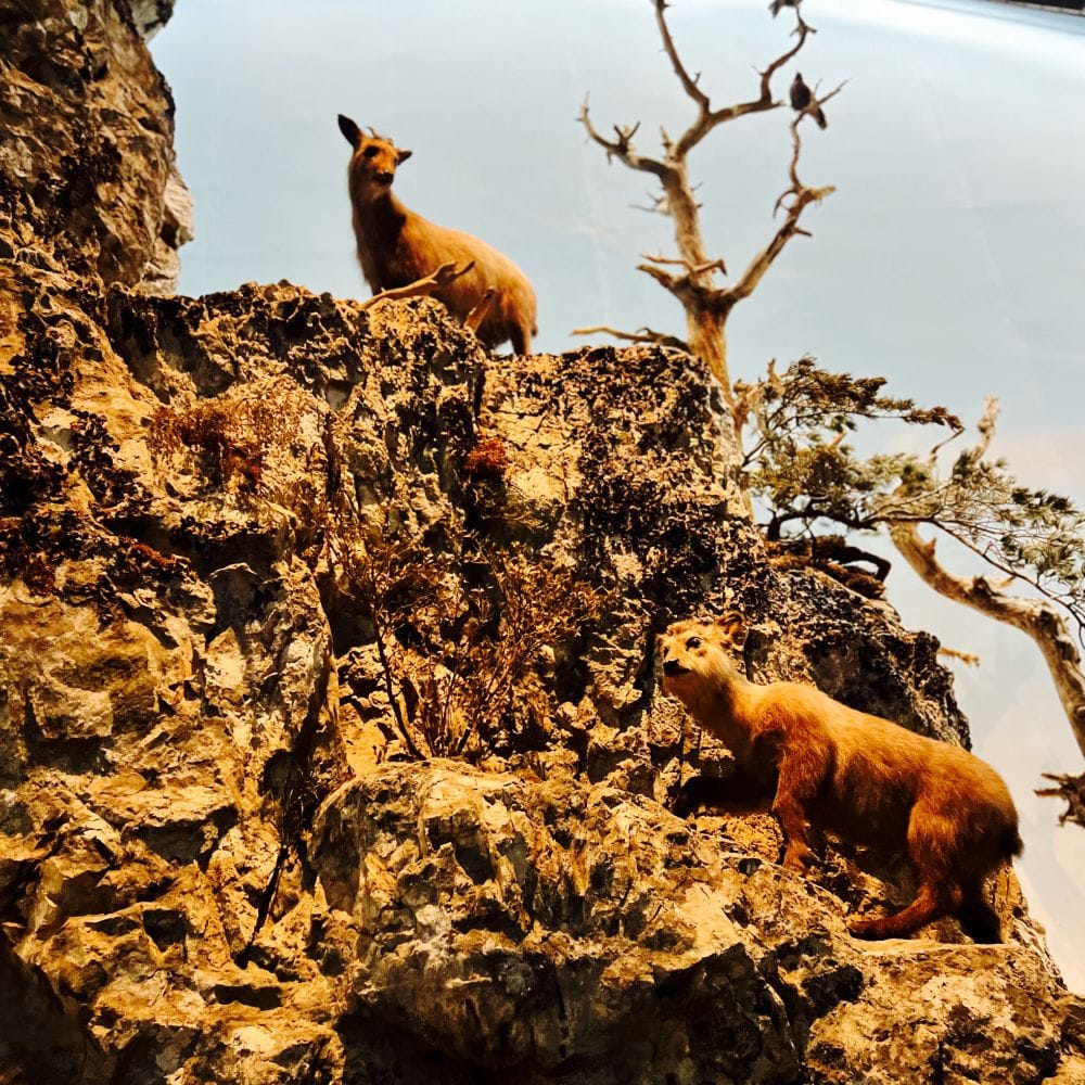 生物展示ホール 埼玉県立自然の博物館編 長瀞