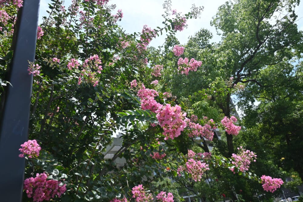 広島 平和記念公園 原爆ドーム6