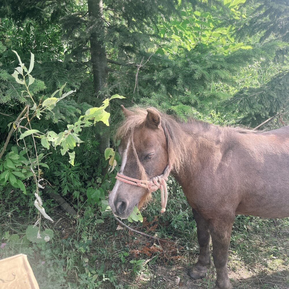 北海道 ニセコダチョウ牧場 ポニー