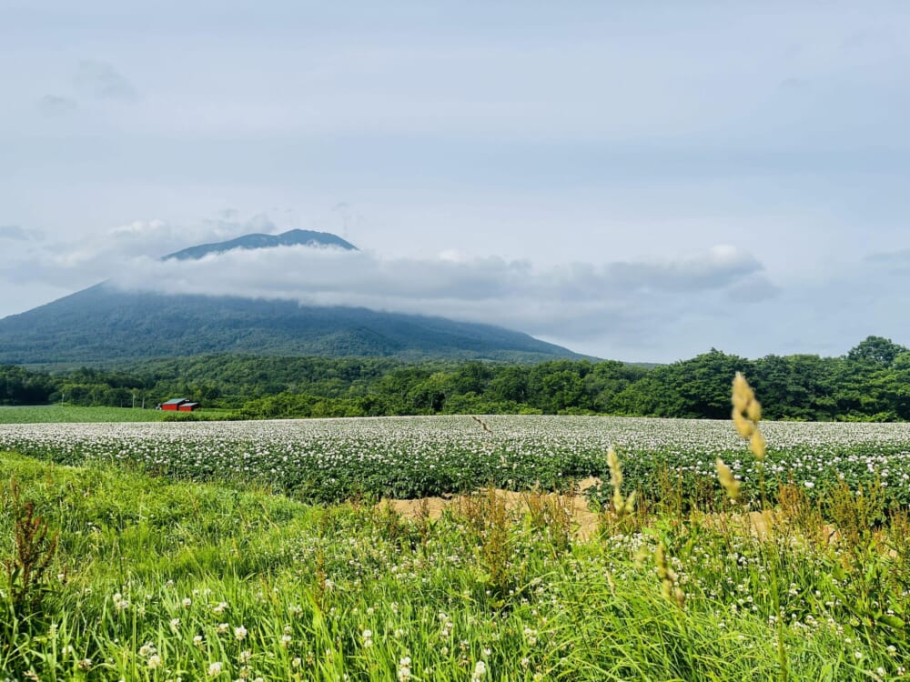 ニセコ 羊蹄山 ジャガイモ畑