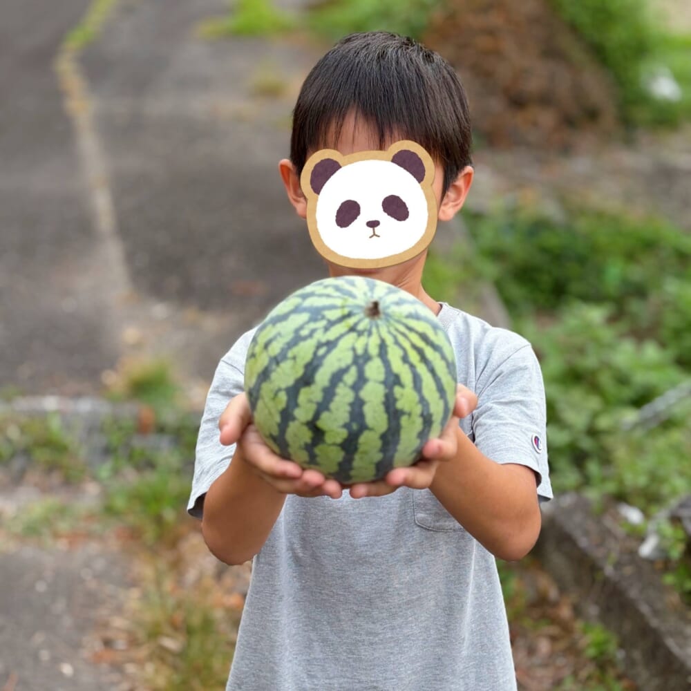 スイカ 収穫 次男