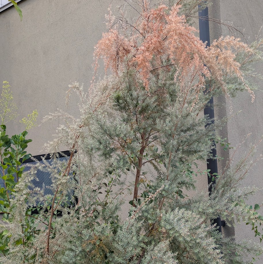 枯れる 草花 庭