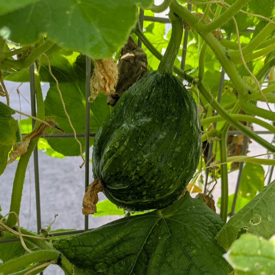 庭の野菜 コポ かぼちゃ?