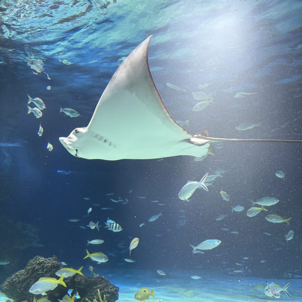 サンシャイン水族館 子連れおでかけ 東京
