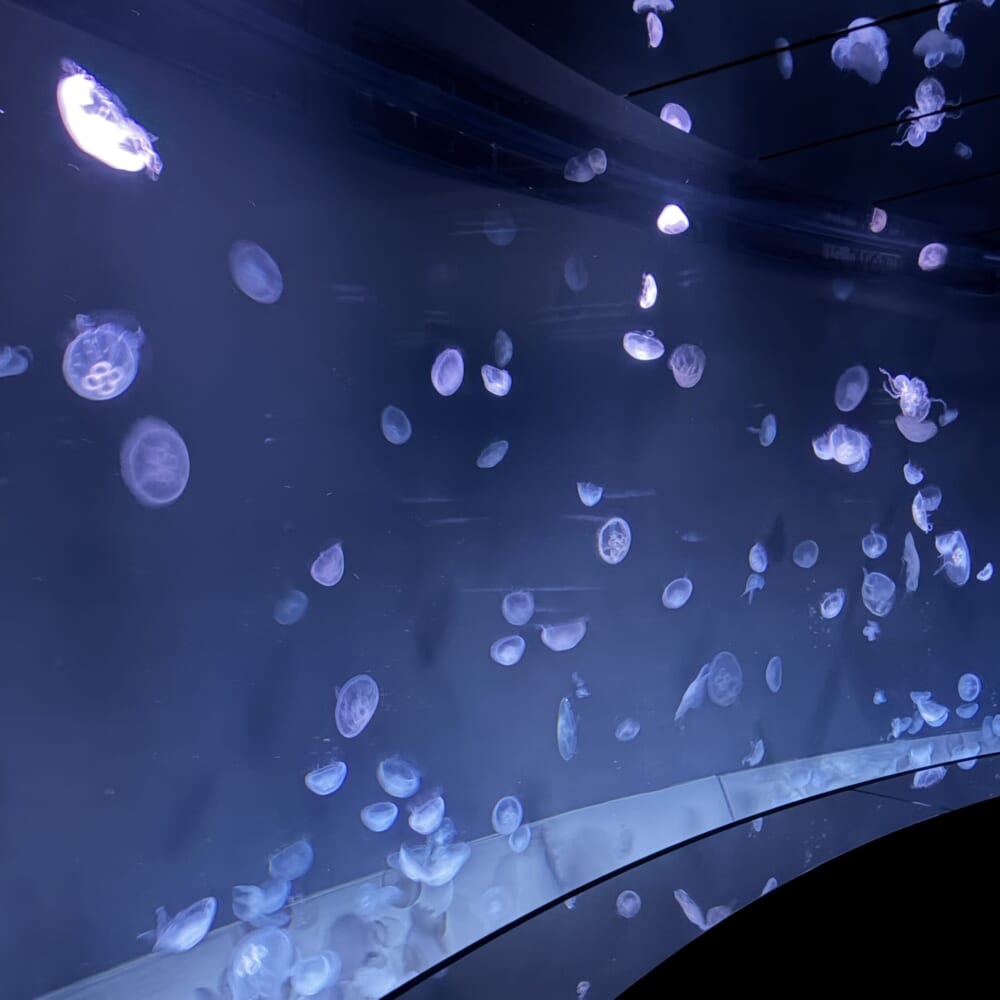 サンシャイン水族館 子連れおでかけ 東京