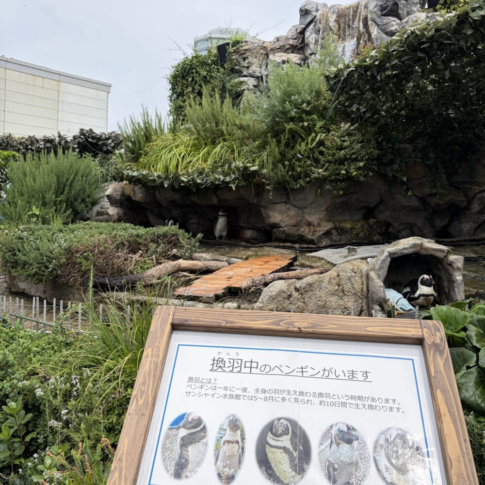 サンシャイン水族館 子連れおでかけ 東京