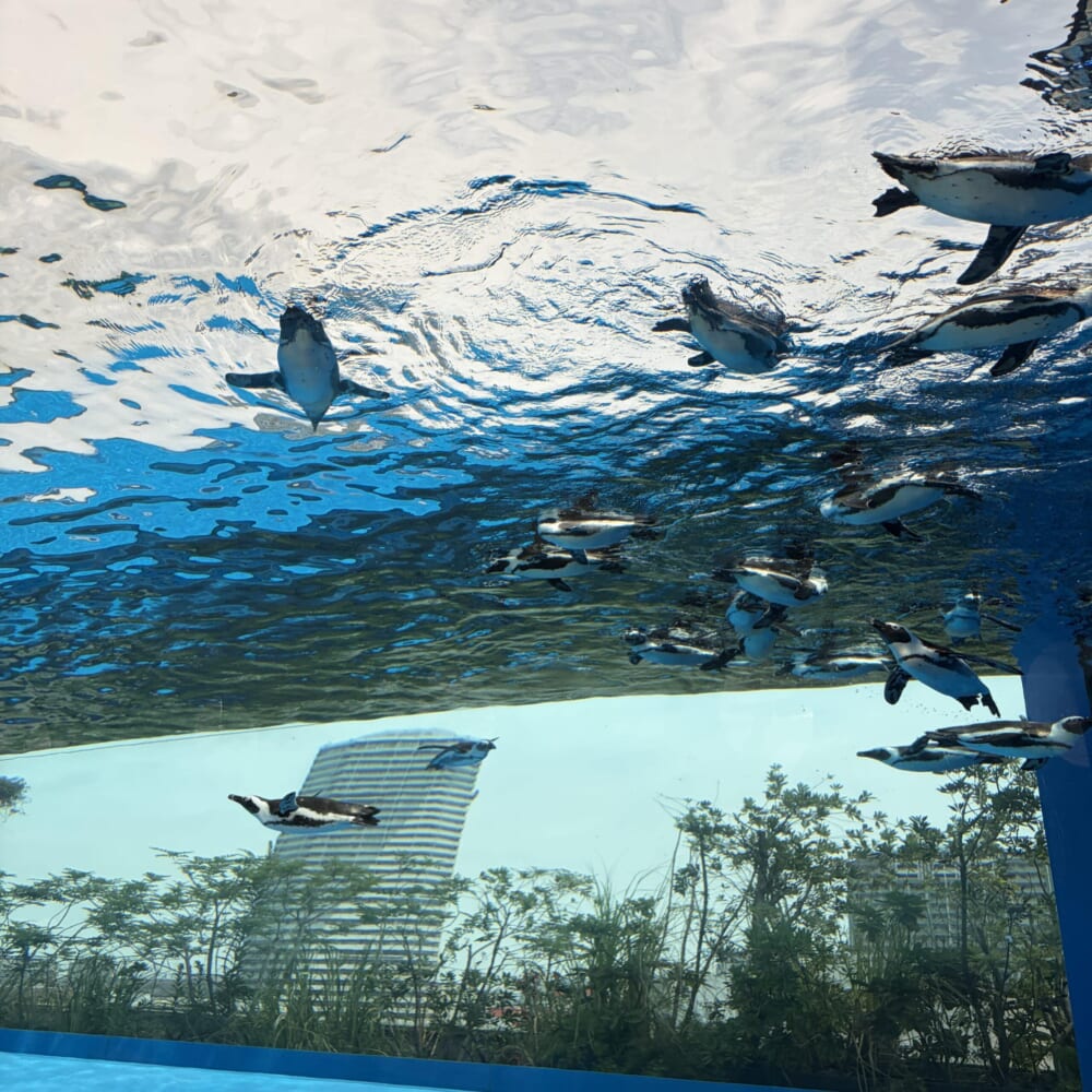 サンシャイン水族館 子連れおでかけ 東京