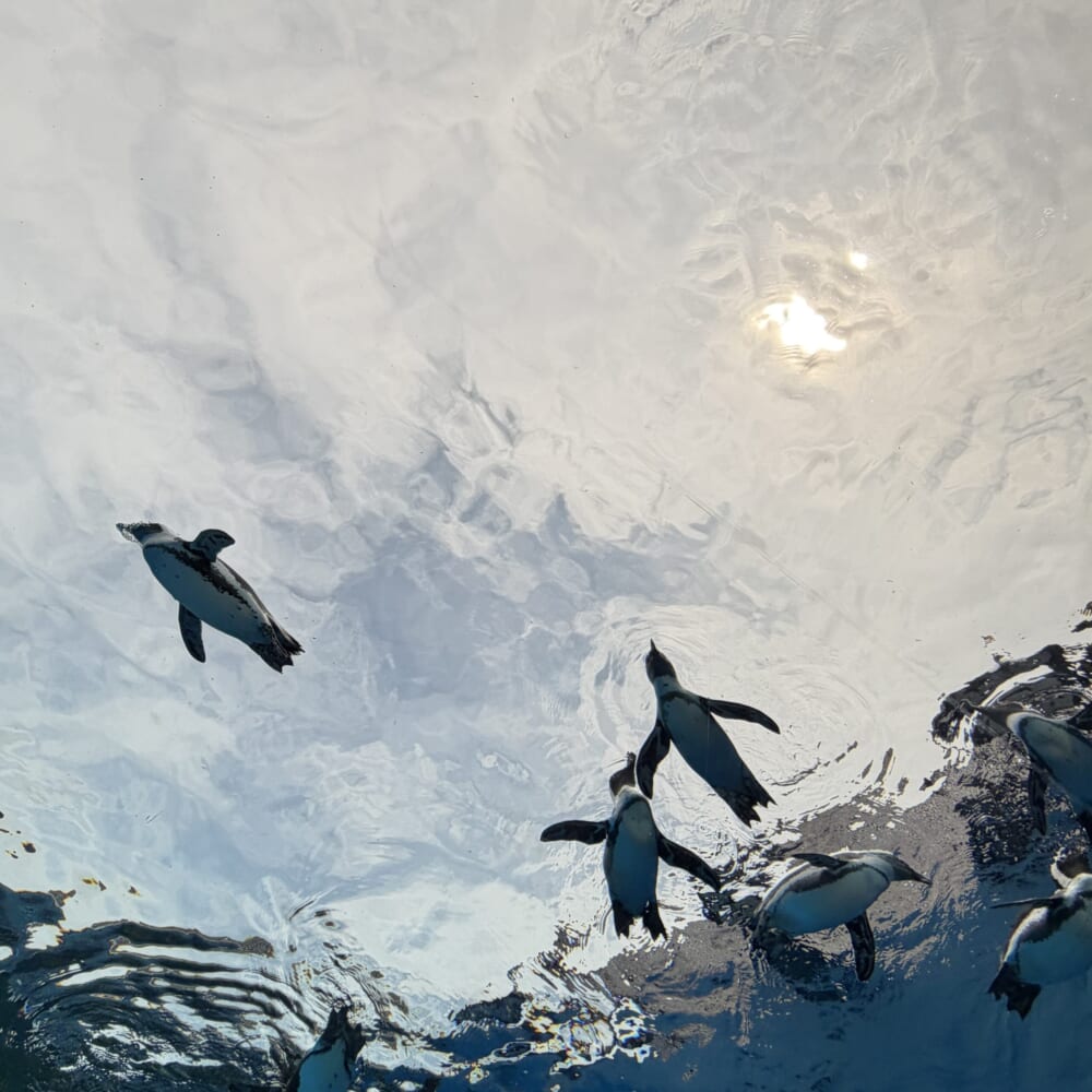 サンシャイン水族館 子連れおでかけ 東京