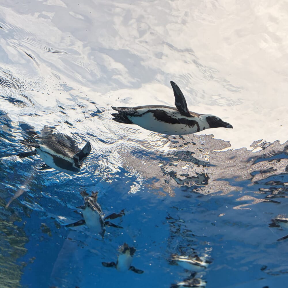 サンシャイン水族館 子連れおでかけ 東京