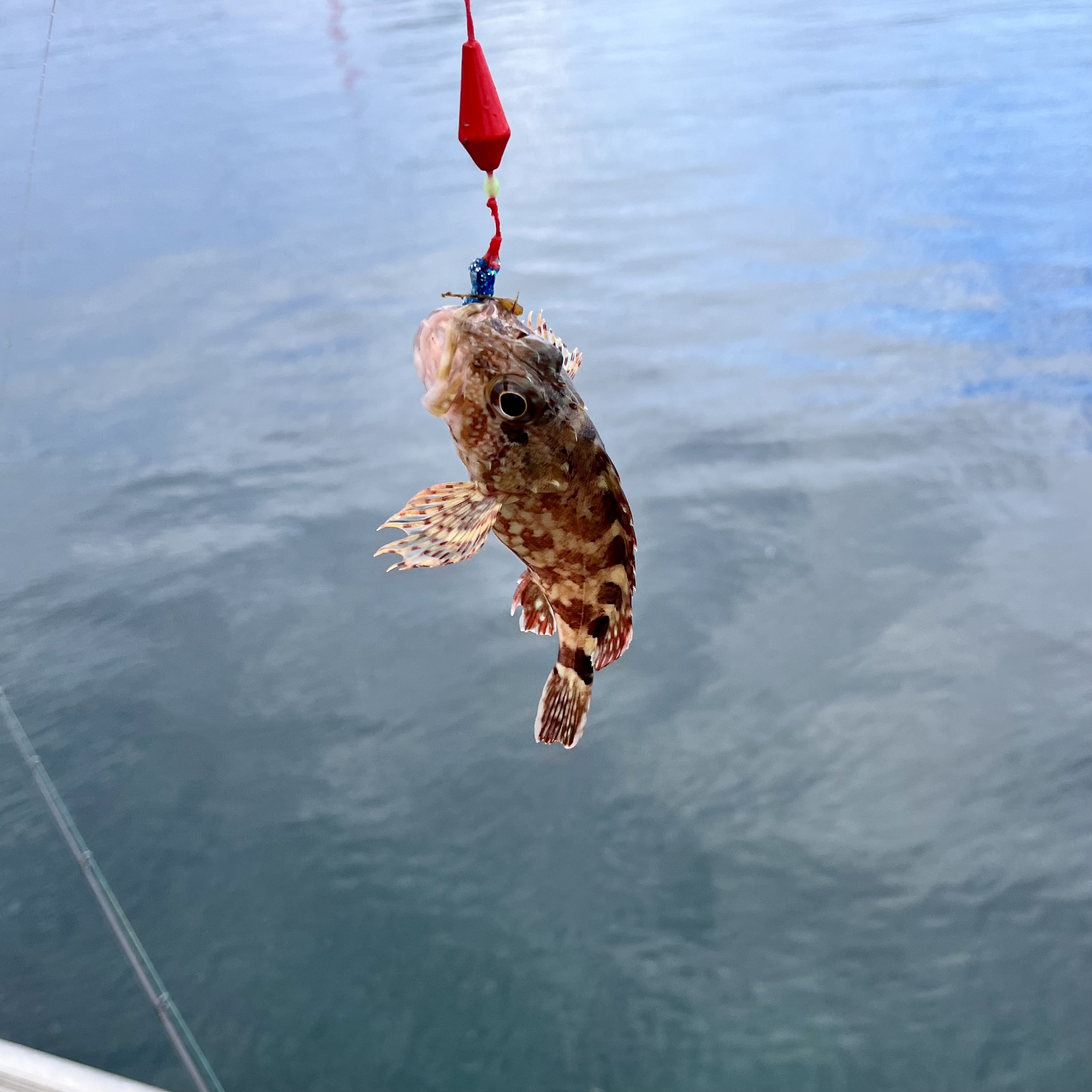 魚