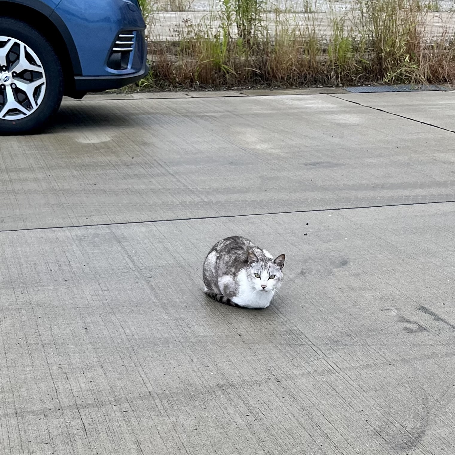 ねこ
