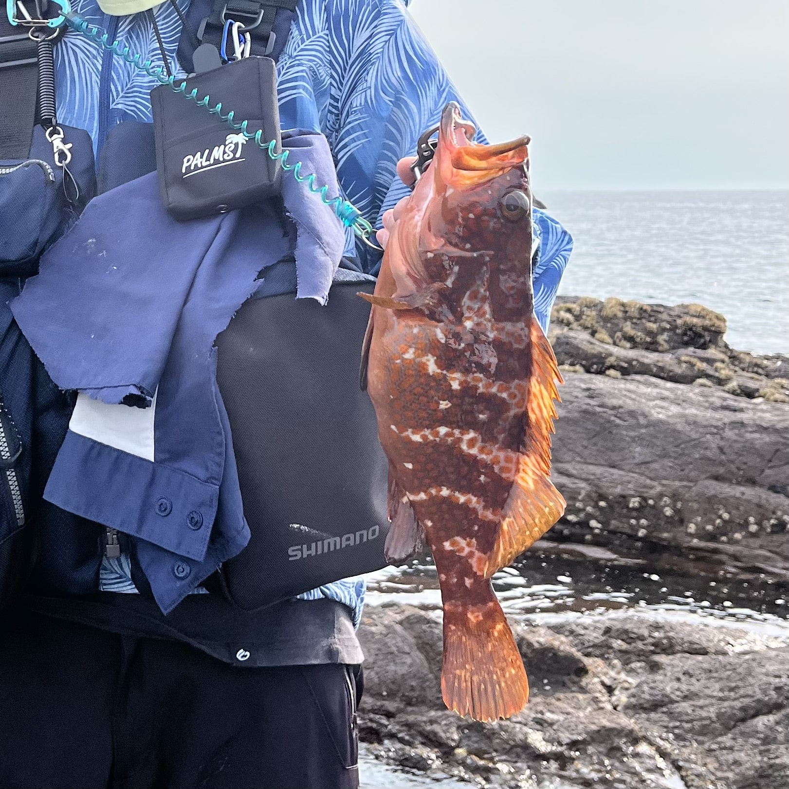 魚