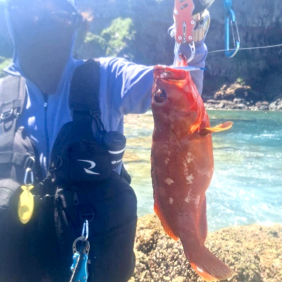 魚