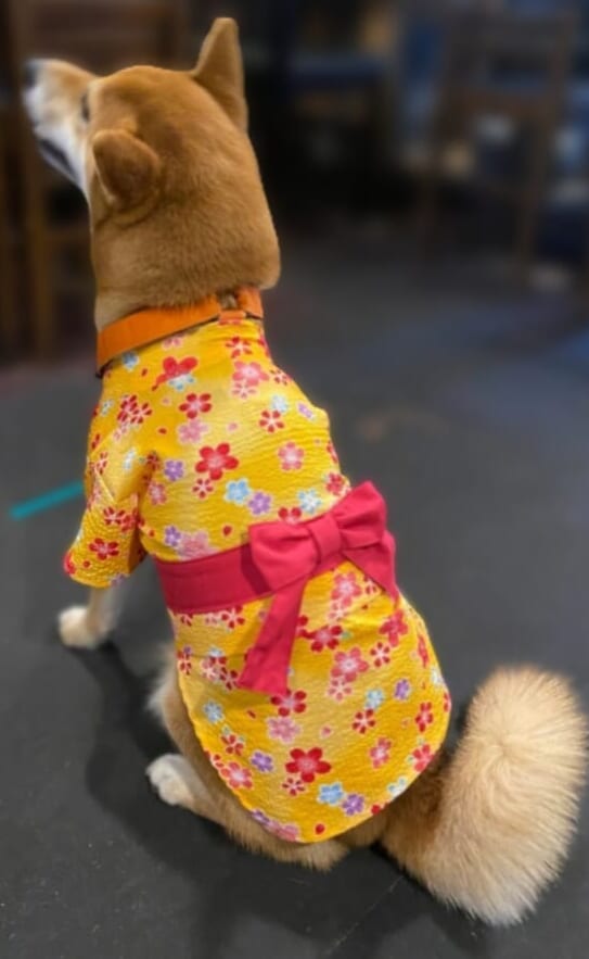 柴犬　浴衣　ゆかた