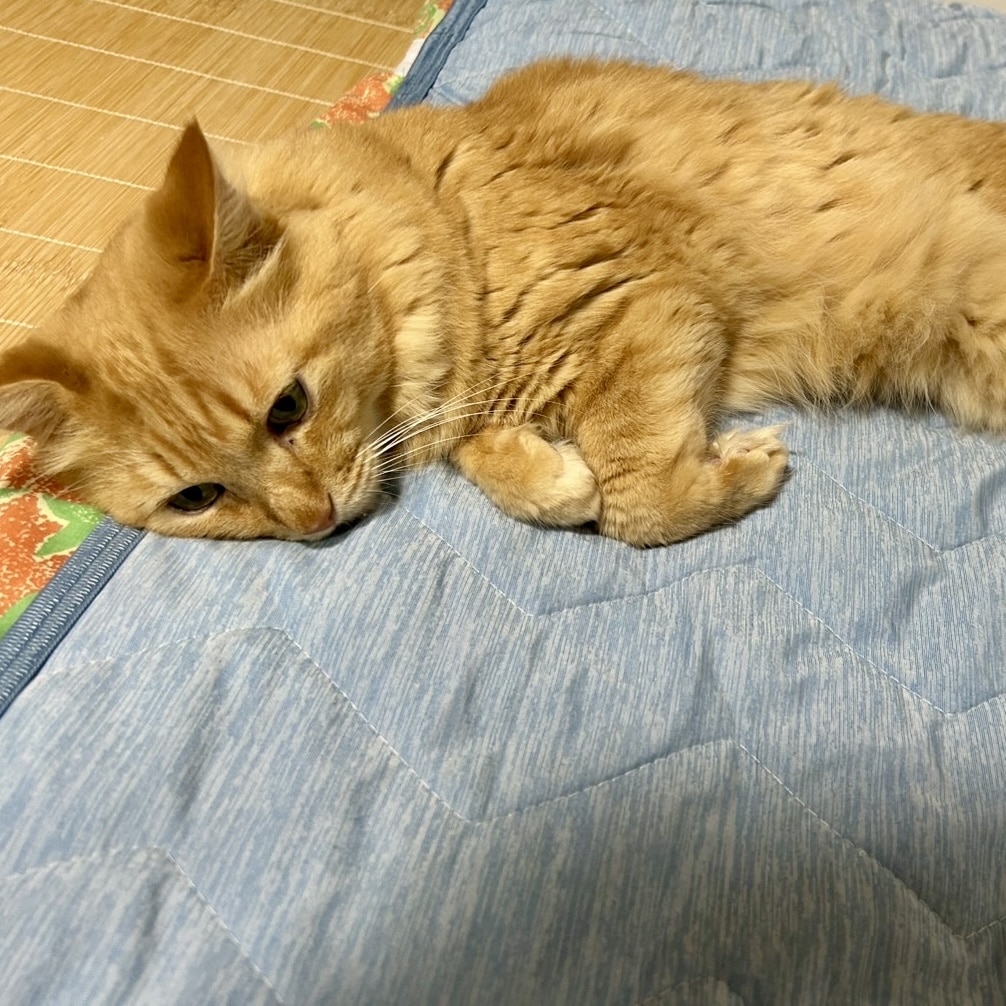 ねこ