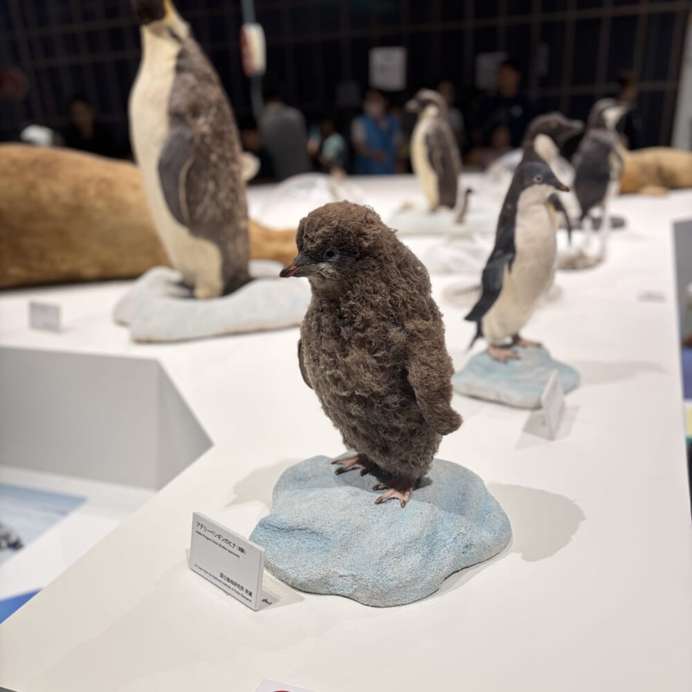 日本科学未来館　子連れおでかけ　大南極展