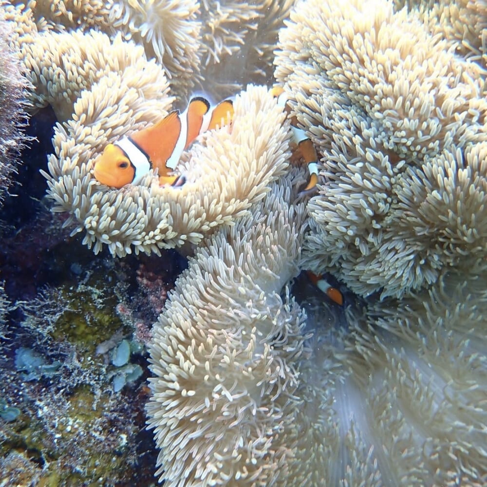 宮古島 シュノーケル ニモ