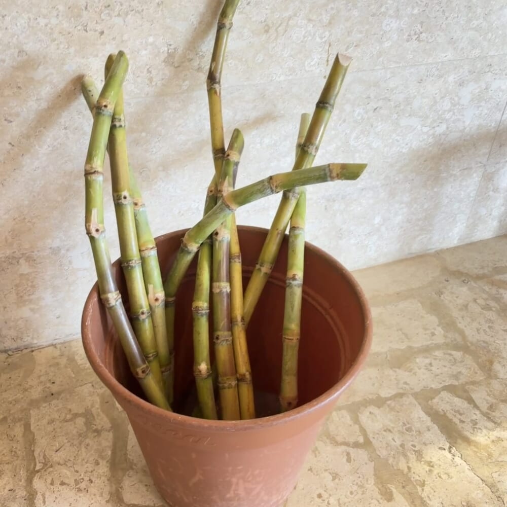 きび茶屋 サトウキビ 生搾り