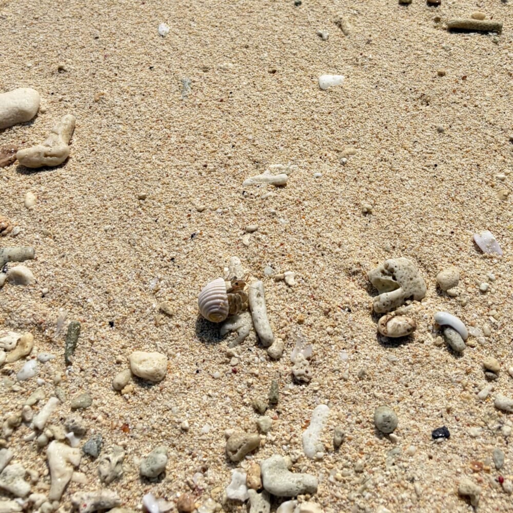 ninufaジェラート 宮古島 ヤドカリ