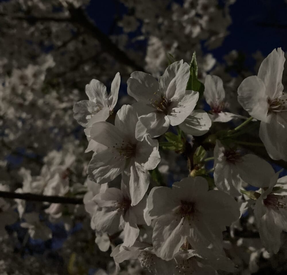夜桜