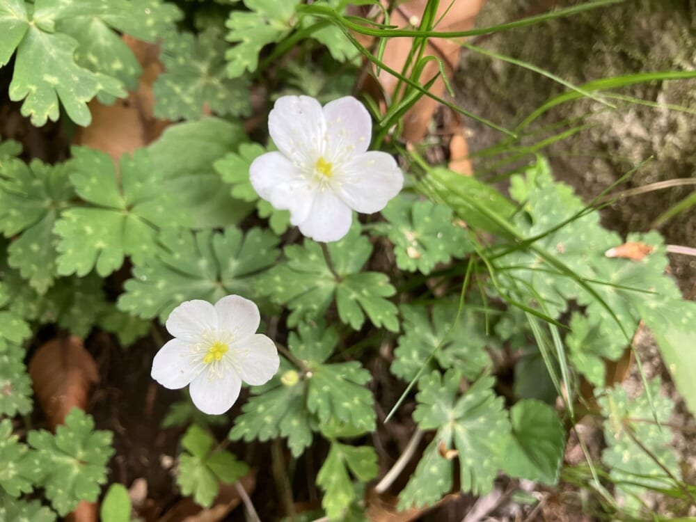 山の花
