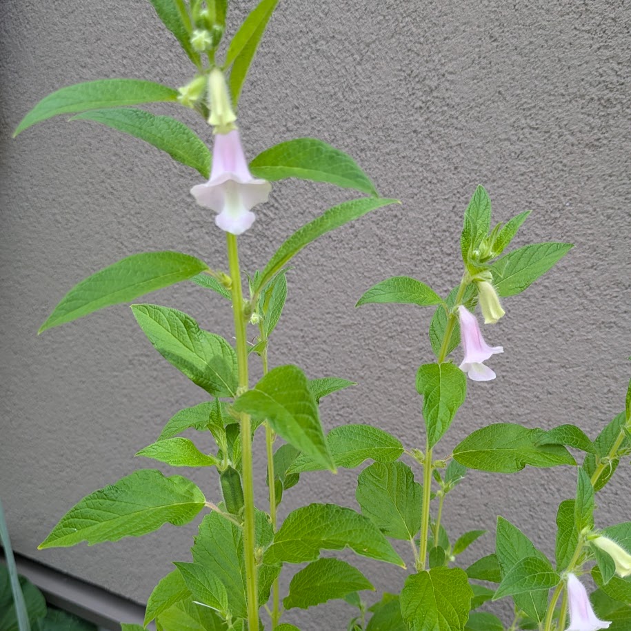 胡麻の成長 家庭菜園 花