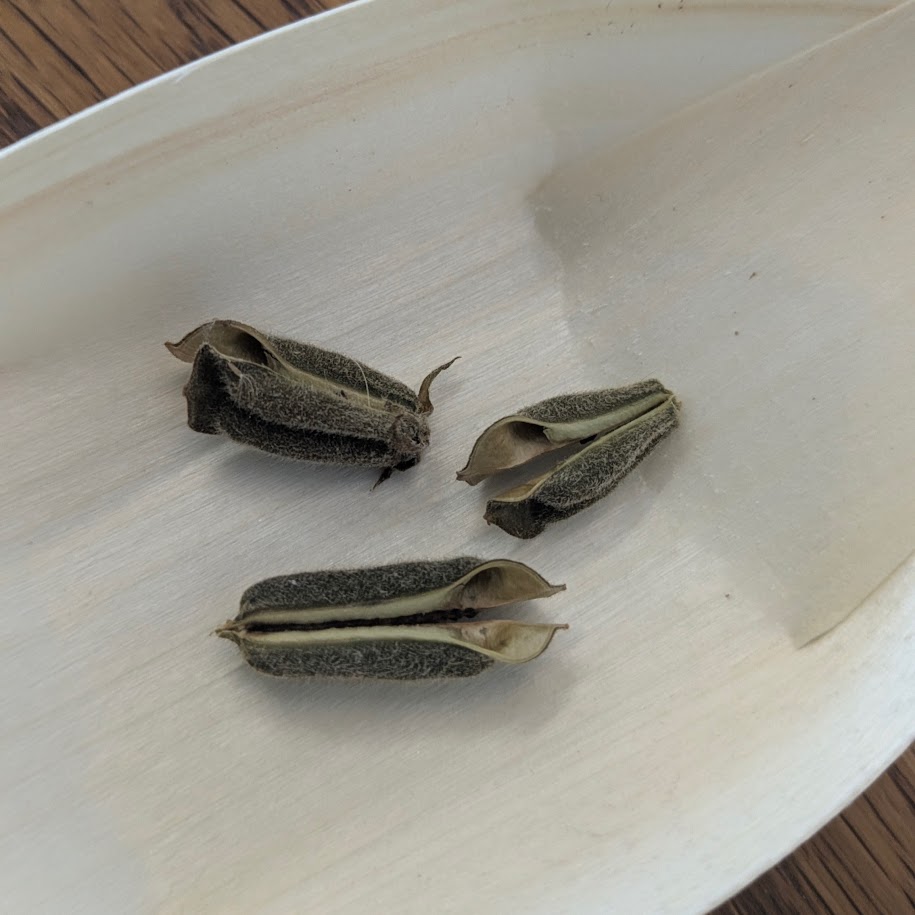 乾燥した部分 胡麻 完成