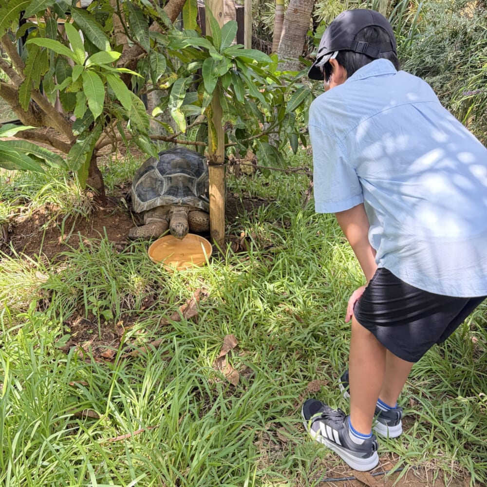 ブルータートル マンゴーカフェ 宮古島