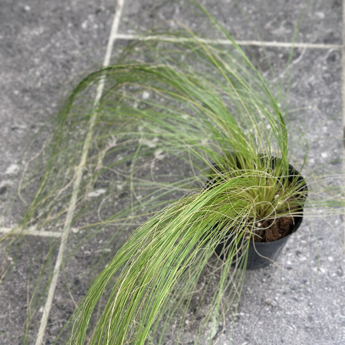 【秋の寄せ植え】テーマはハロウィン!オレンジ色のケイトウや紫色のトウガラシで