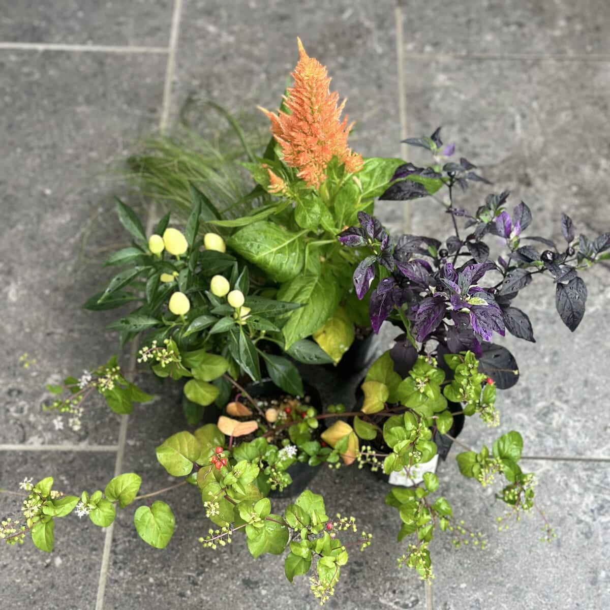 【秋の寄せ植え】テーマはハロウィン!オレンジ色のケイトウや紫色のトウガラシで