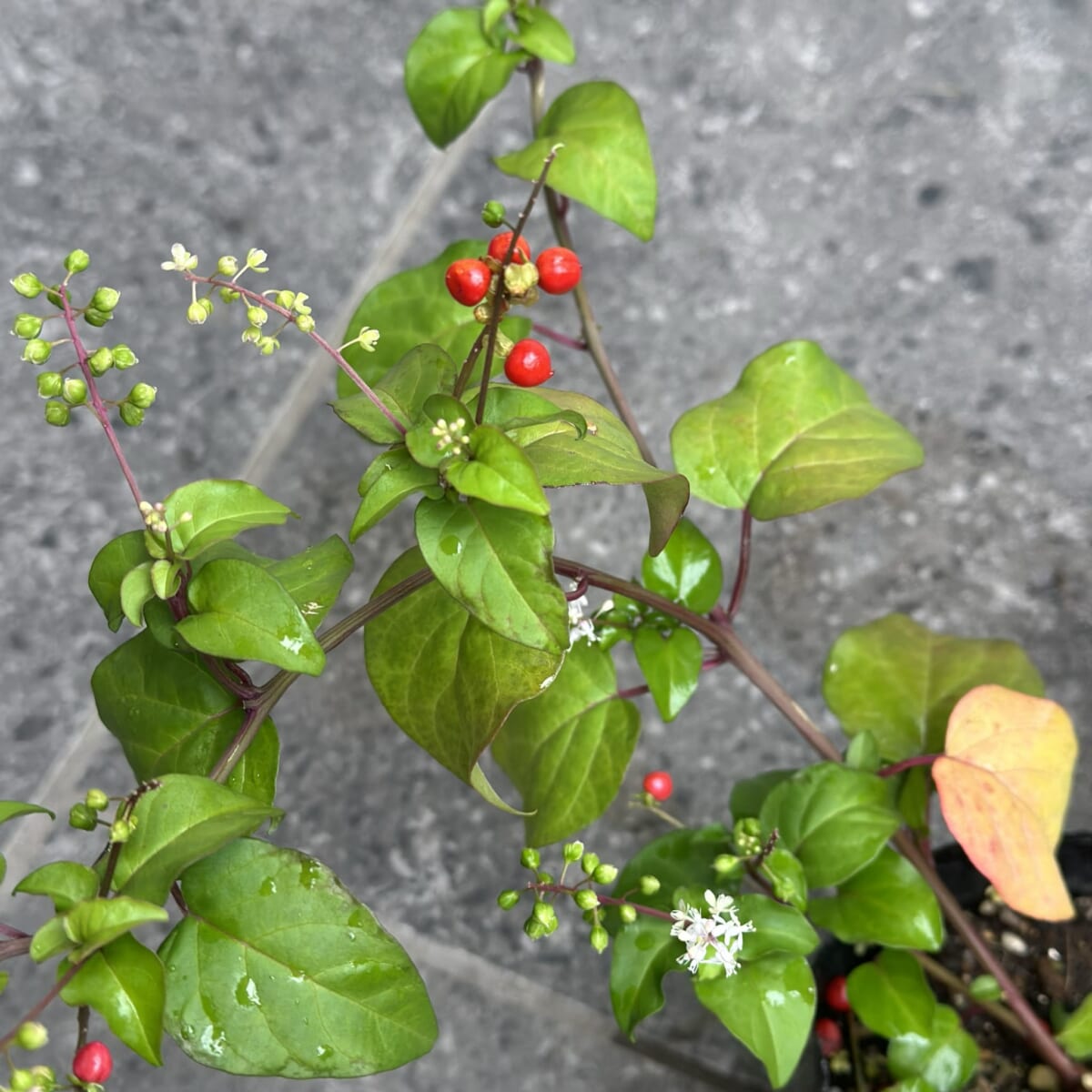 【秋の寄せ植え】テーマはハロウィン!オレンジ色のケイトウや紫色のトウガラシで