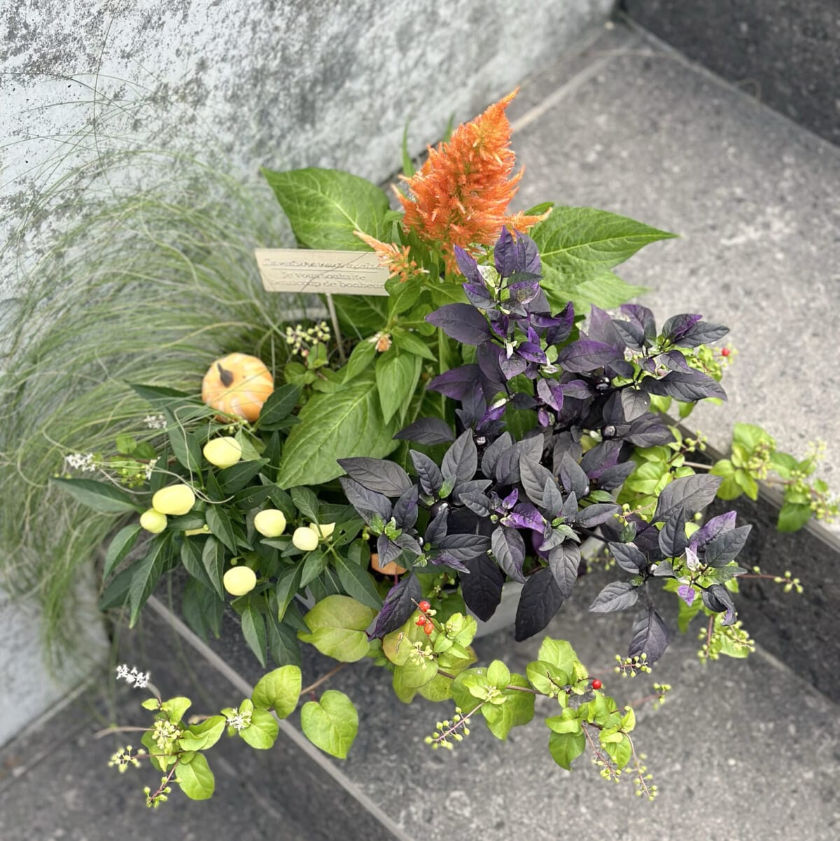 【秋の寄せ植え】テーマはハロウィン!オレンジ色のケイトウや紫色のトウガラシで