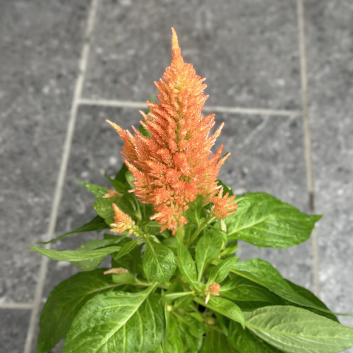 【秋の寄せ植え】テーマはハロウィン!オレンジ色のケイトウや紫色のトウガラシで