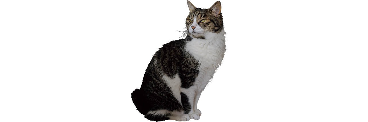 猫