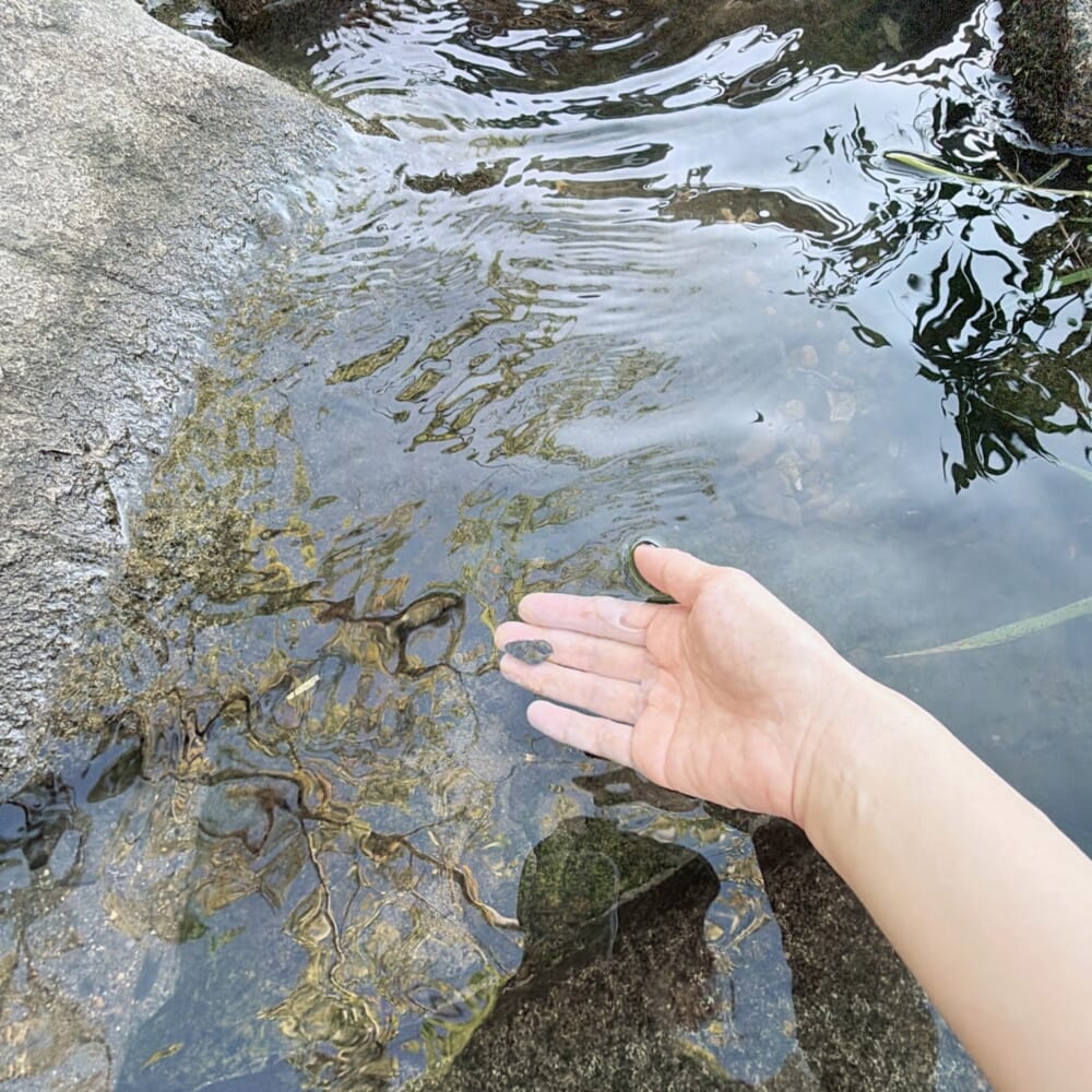 川にいた貝