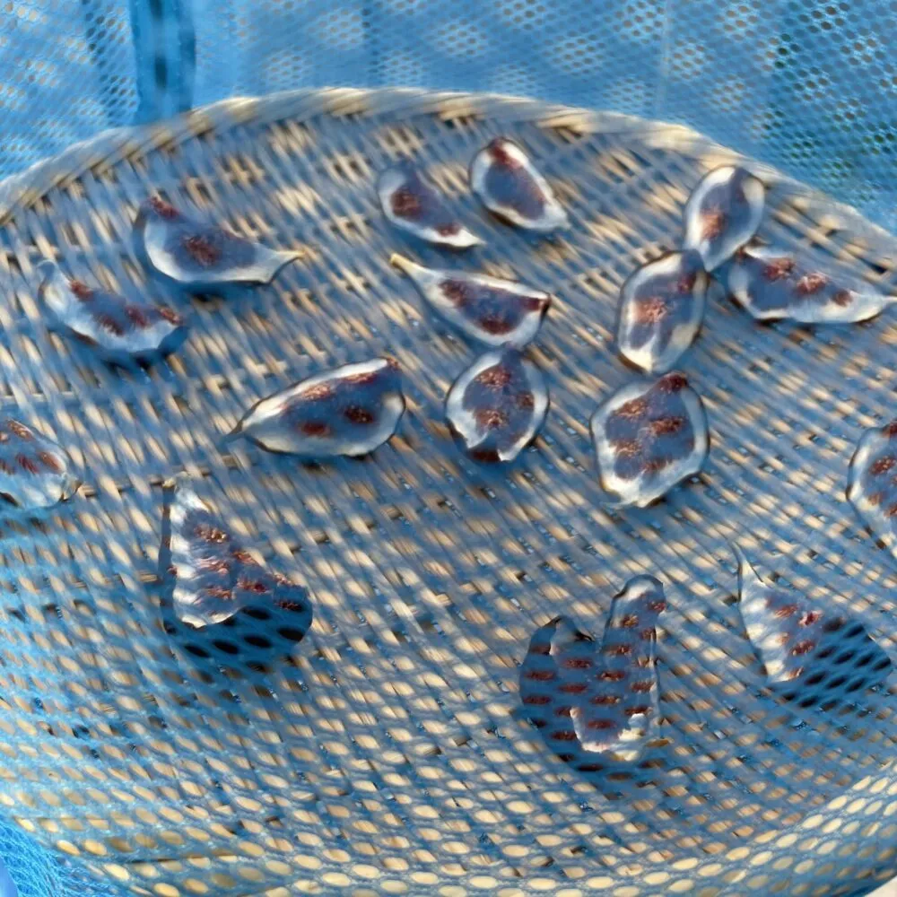 「ドライいちじく」工程 網で干す様子