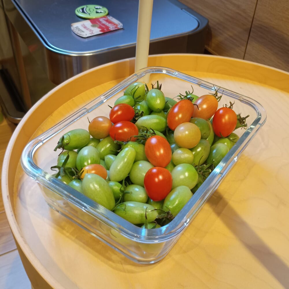 ミニトマト 家庭菜園 追熟 室内