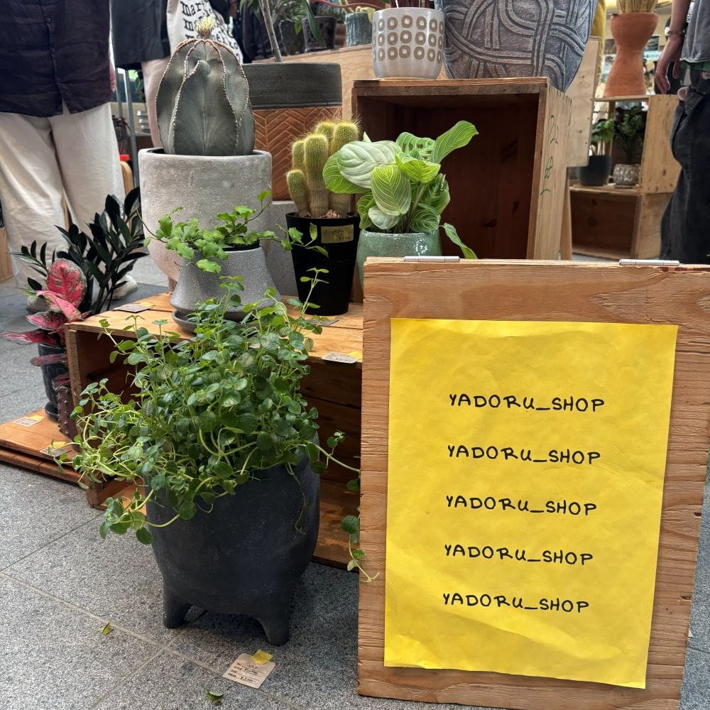 奈良蚤の市　グリーン　観葉植物