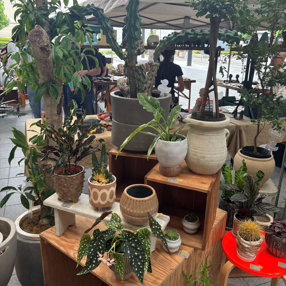 奈良蚤の市　グリーン　観葉植物