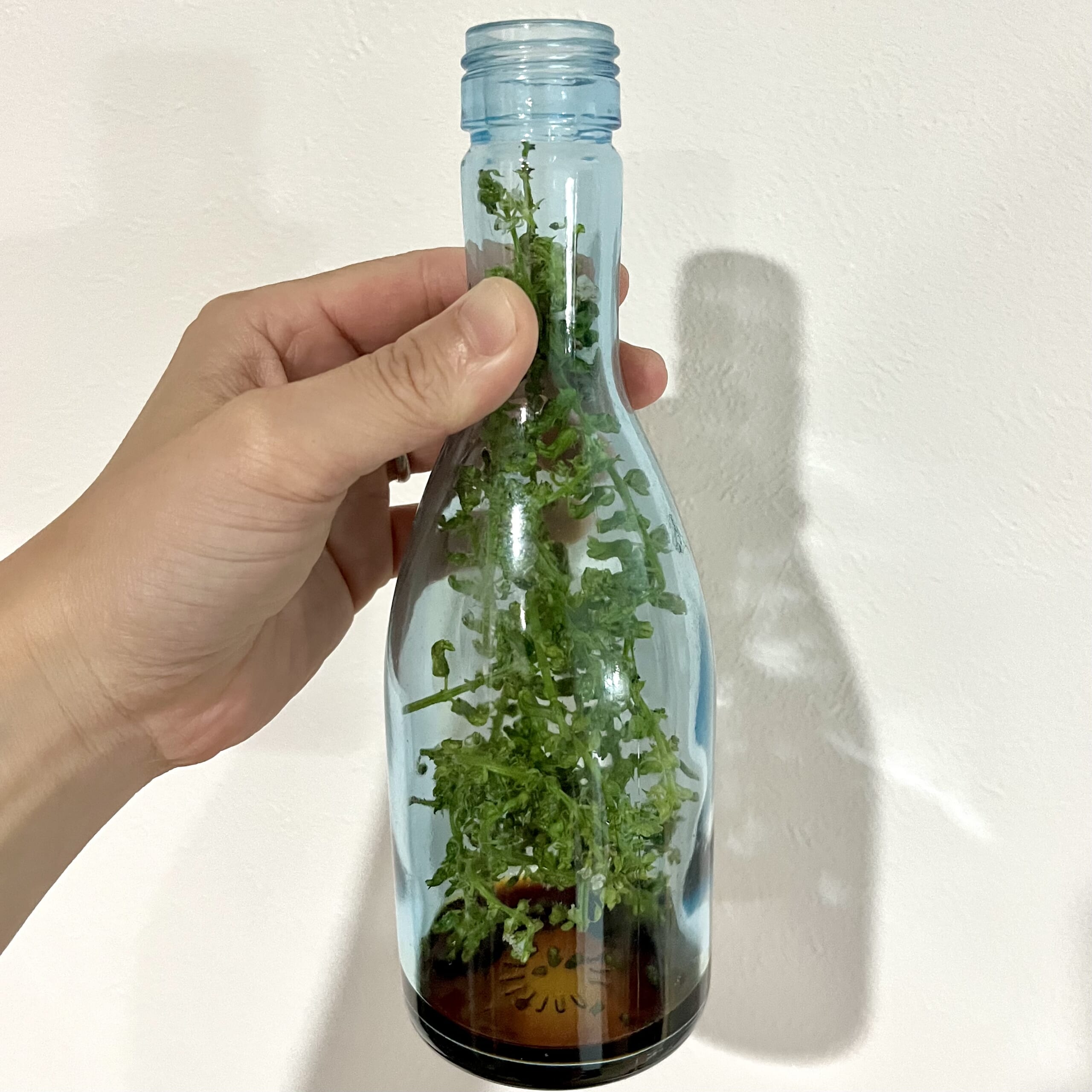 しそ