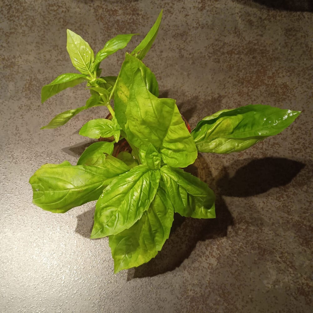 バジル 家庭菜園